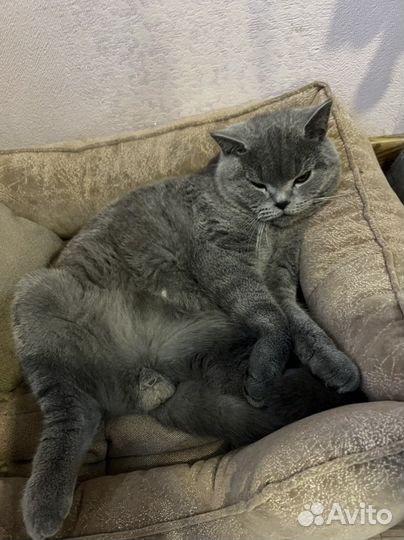 Британский кот вязка