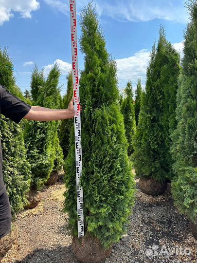 Туя Смарагд