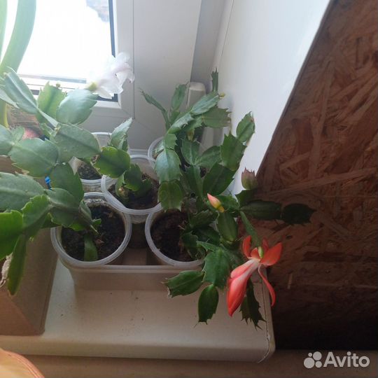 Декабрист белый, красный