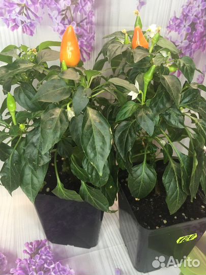 Перец декоративный