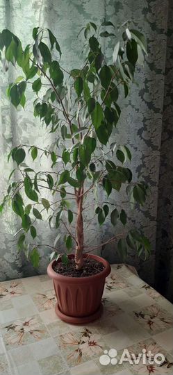 Фикус бенджамина большой