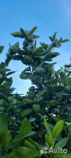 Экскурсия джип тур на Гегский водопад