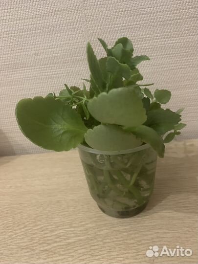 Каланхоэ, толстянка и домашняя мята- лимонник