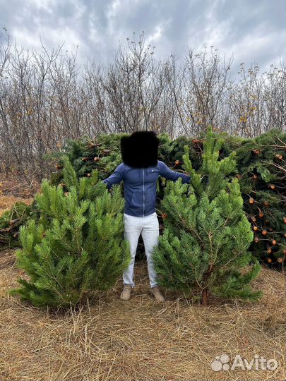 Новогодние елки сосны