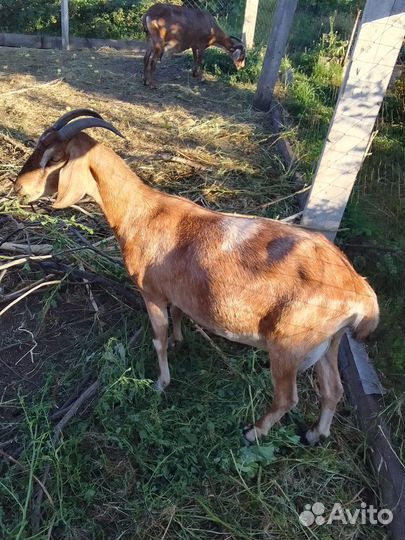 Продам коз