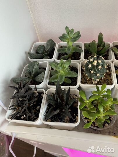 Суккуленты