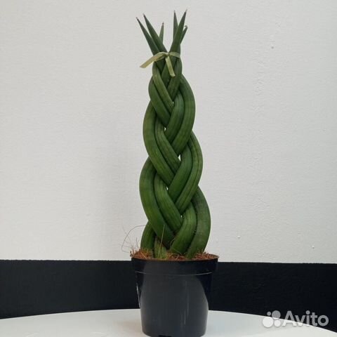 Сансевиерия