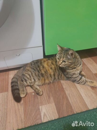 Кошка в дар