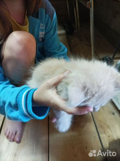 Домашние животные кошки