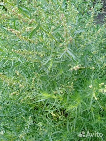 Тархун(эстрагон) -пряность саженцы