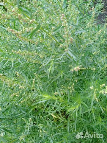 Тархун(эстрагон) -пряность саженцы