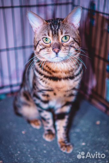 Бенгальский кот в дар
