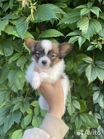 Континентальный той спаниель папийон щенки