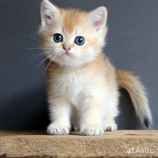 Британские котята от чемпионов породы