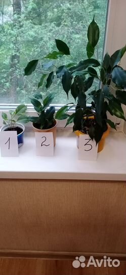 Фикус бенджамина