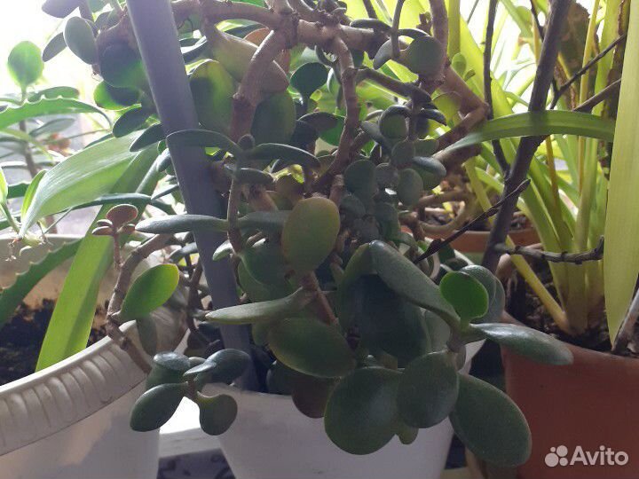 Денежное дерево-Толстянка и кислица цветы