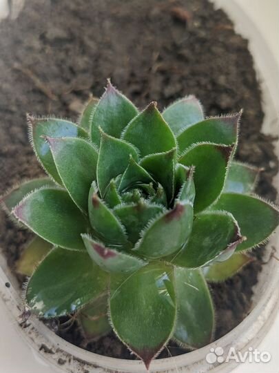 Многолетние садовые растения