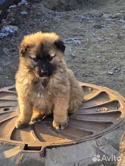 Щенки в добрые руки