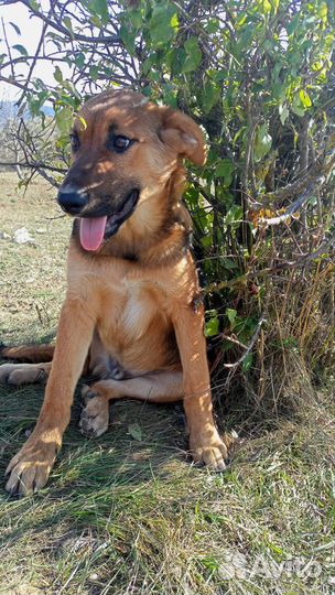 Щенок в добрые руки