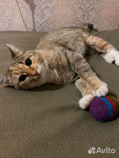 Кошка в добрые руки