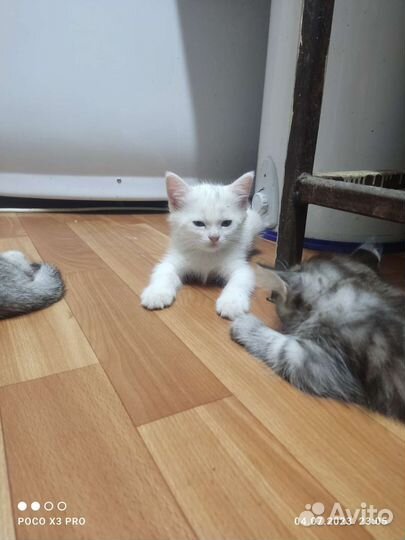 Британские котята