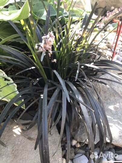 Растения для сада