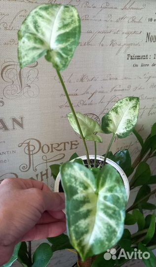 Сингониумы