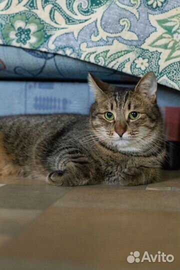 Котик Мартин