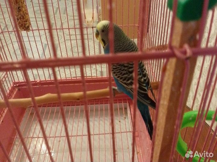 Волнистый попугай