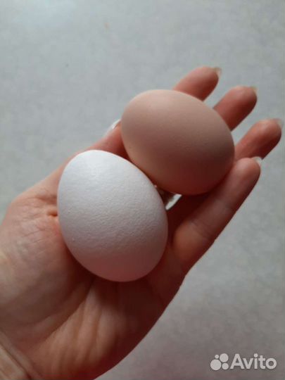 Яйца домашней птицы куриные, утиные, перепелиные