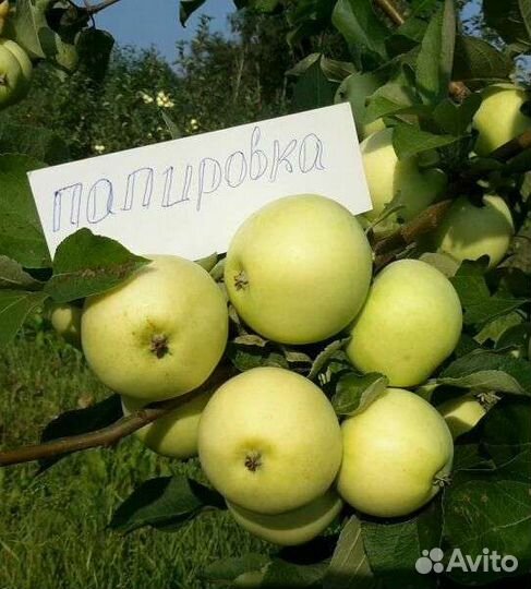 Саженцы яблони Папировка
