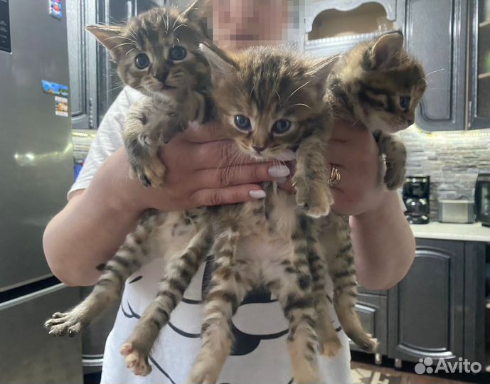 Кошки мейн-кун в добрые ручки