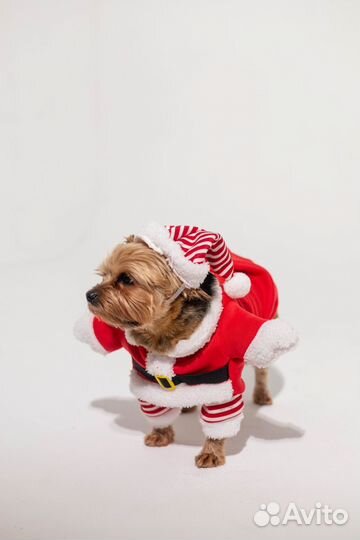Новогодний костюм для собак