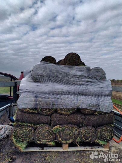 Рулонный газон от производителя с доставкой