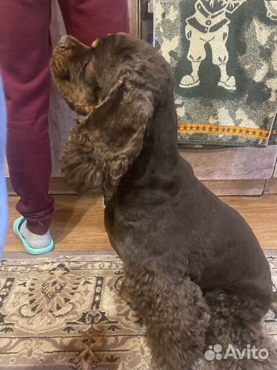 Ищем девочку для случки