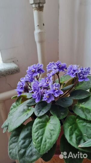 Фиалка