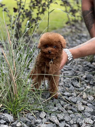 Тикап тедди пудель мальчик китай