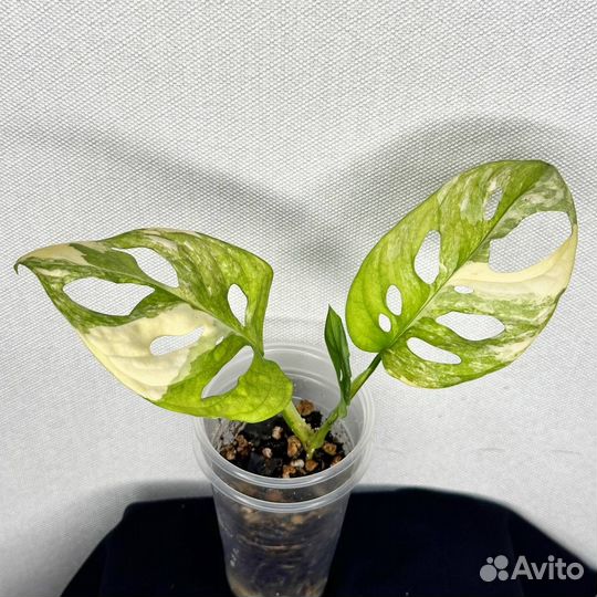 Монстера манки адансона вариегатная желтая