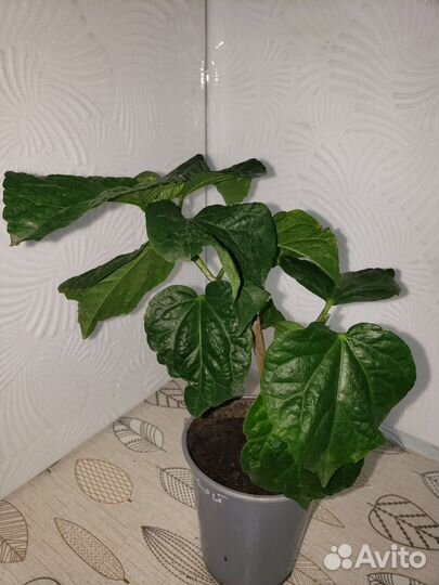 Гибискус флоридский