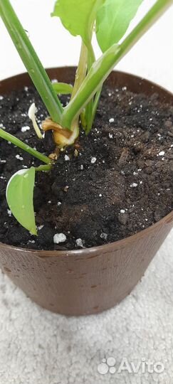 Спатифиллумы и др