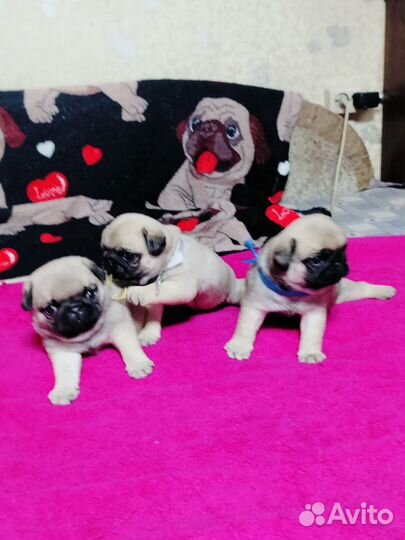 Мопсы щенки мальчики и девочка