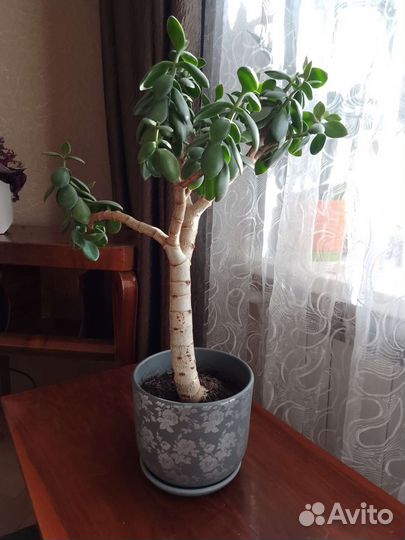 Денежное дерево