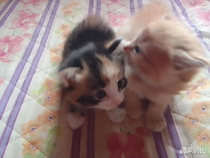 Продаю котят