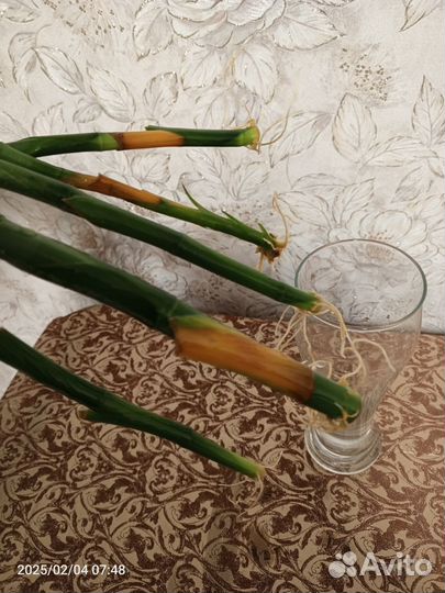 Черенки бамбука