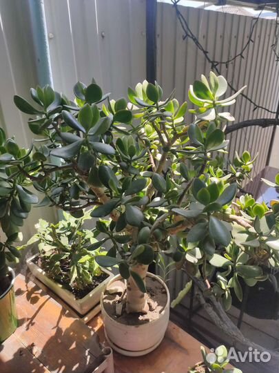 Толстянка денежное дерево