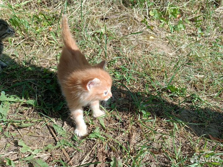 Котики в добрые руки