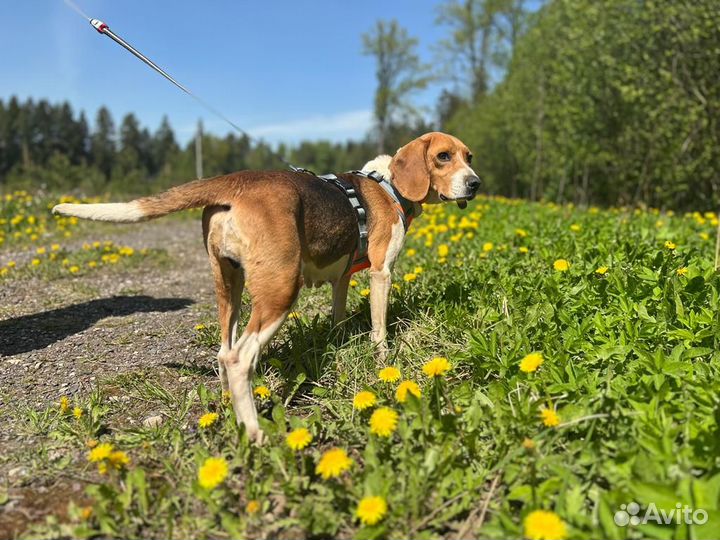 Собака эстонская гончая девочка