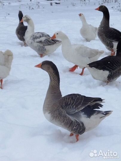 Куры несушк. и петухи.Индюк.Яйцо гусиное инк