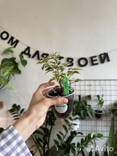 Фикусы