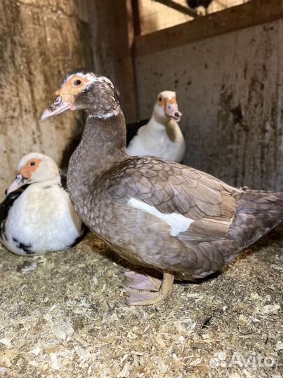 Семья индоуток (3+1)